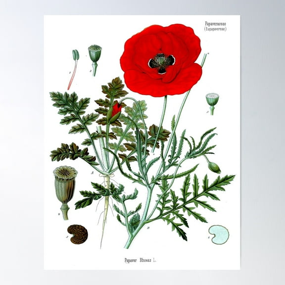 Poppies Poster Vintage Botanical Wall Art Flower Poster Poster Wall Art, Modern Wall Decor For Living Room Bedroom, 8x12 UNFRAMED