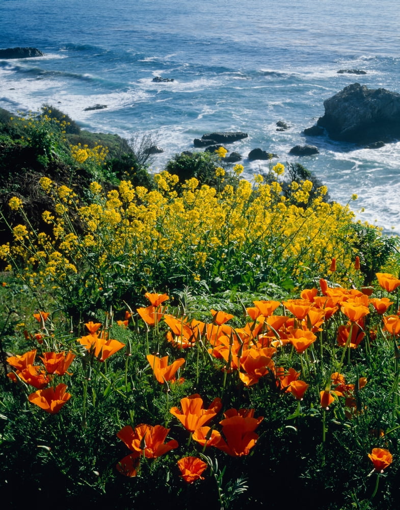 Poppies along Coast CA USA Canvas Art - Panoramic Images (36 x 29)