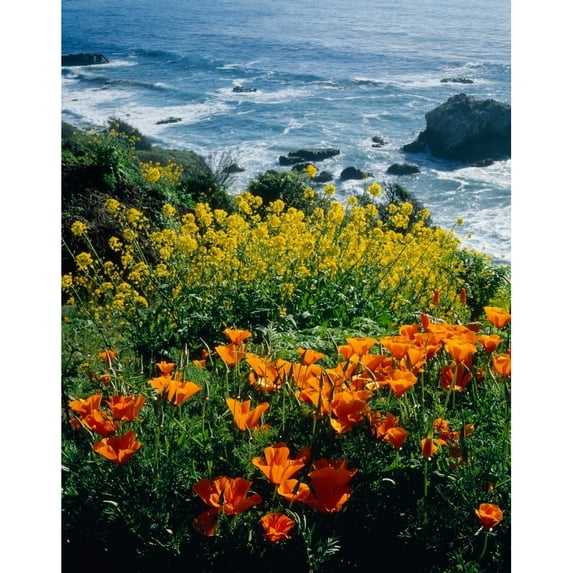 Poppies along Coast CA USA Poster Print (36 x 29)