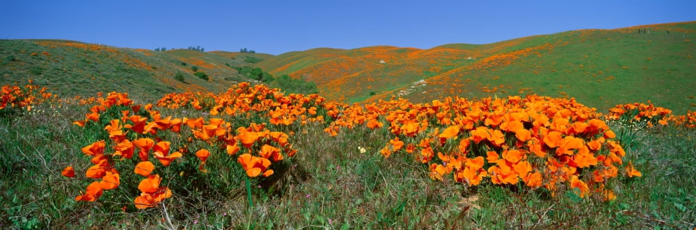 Poppies and Wildflowers Antelope Valley California Canvas Art - Panoramic Images (27 x 9)