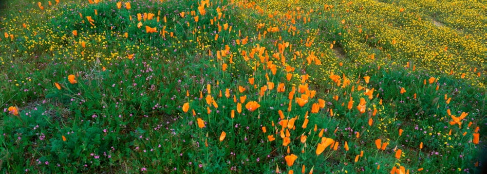Poppies and Wildflowers Antelope Valley California Canvas Art - Panoramic Images (36 x 12)