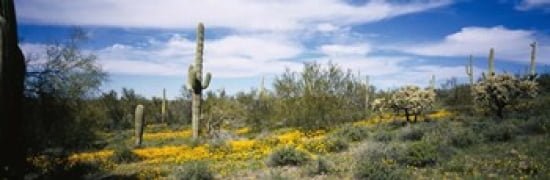 Poppies and cactus on a landscape Organ Pipe Cactus National Monument Arizona USA Canvas Art - Panoramic Images (36 x 12)