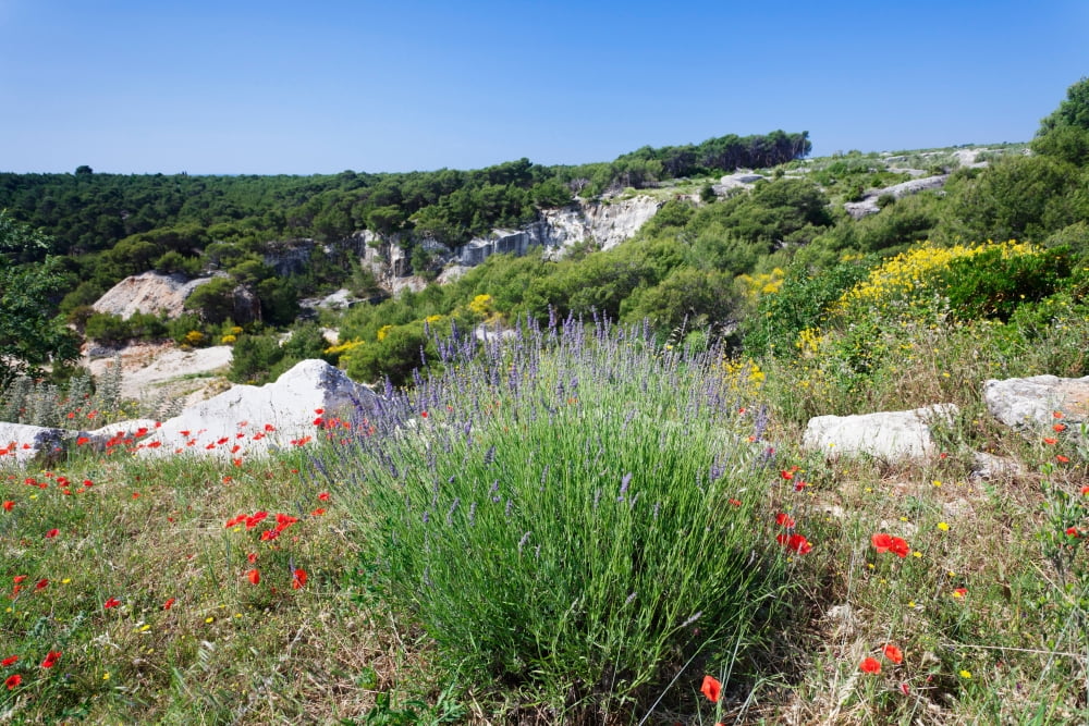 Poppies and lavender in bloom Brac Island Dalmatia Croatia Canvas Art - Panoramic Images (27 x 9)
