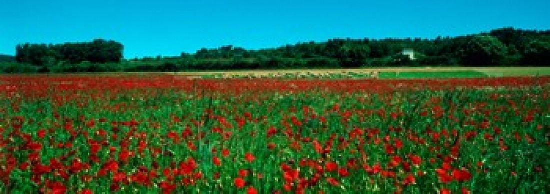 Poppies and sheep in a field Provence-Alpes-Cote dAzur France Canvas Art - Panoramic Images (36 x 13)