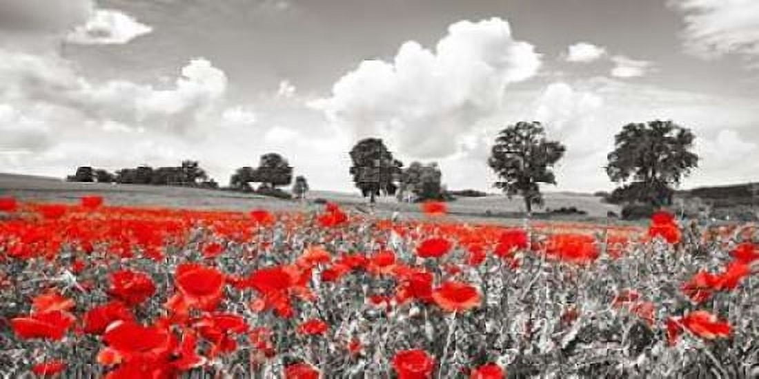 Poppies and vicias in meadow Mecklenburg Lake District Germany Canvas Art - Frank Krahmer (10 x 20)