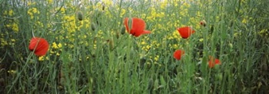 Poppies blooming in oilseed rape (Brassica napus) field Baden-Wurttemberg Germany Canvas Art - Panoramic Images (36 x 13)