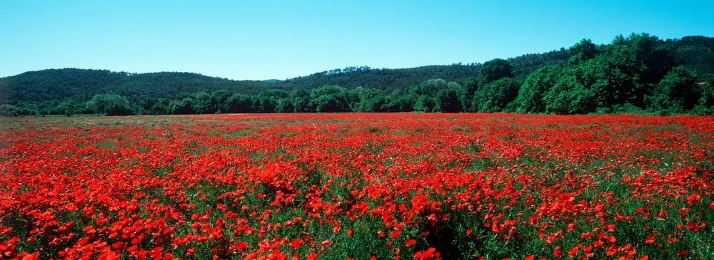 Poppies field in spring Provence-Alpes-Cote dAzur France Canvas Art - Panoramic Images (36 x 12)