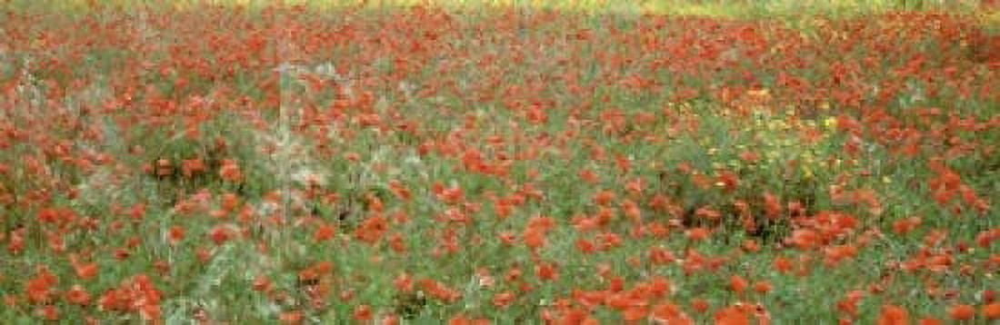 Poppies growing in a field Sicily Italy Canvas Art - Panoramic Images (18 x 6)
