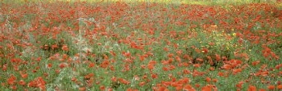 Poppies growing in a field Sicily Italy Canvas Art - Panoramic Images (36 x 12)