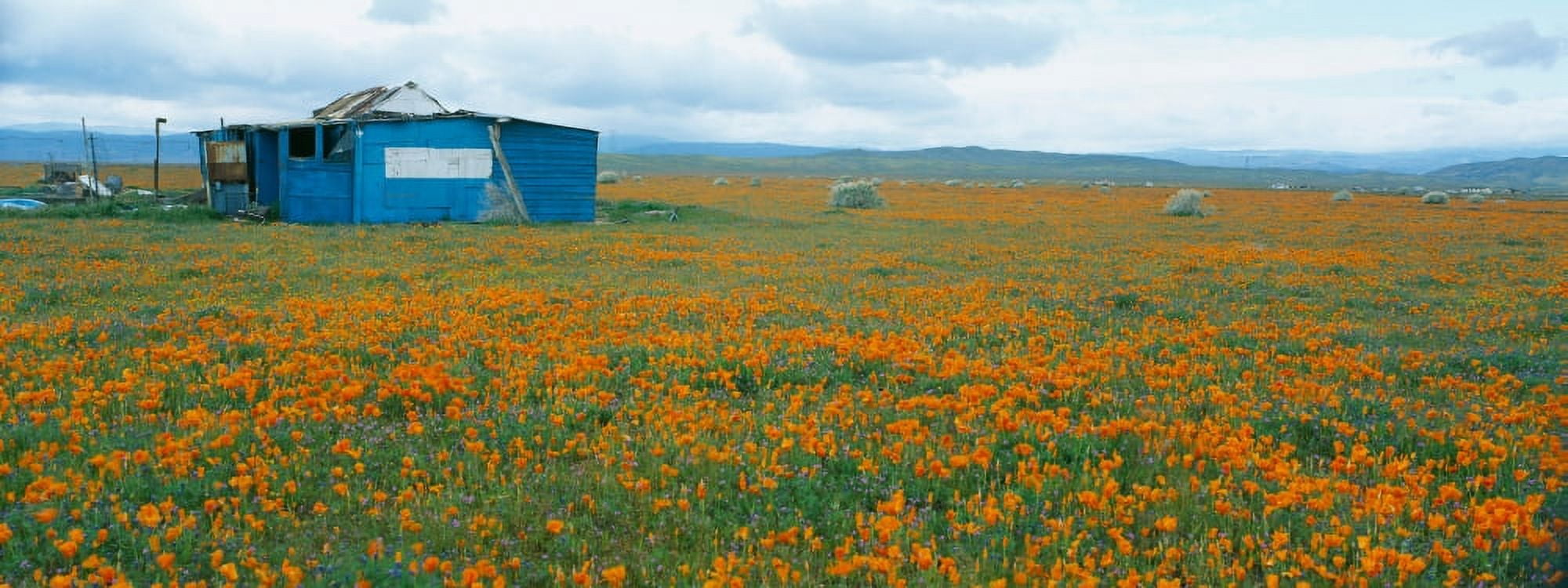 Poppies in Antelope Valley California Canvas Art - Panoramic Images (27 x 9)