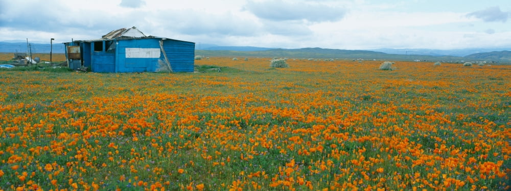 Poppies in Antelope Valley California Canvas Art - Panoramic Images (36 x 12)