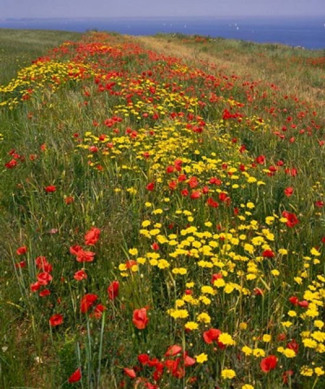 Poppies in Studland Bay Dorset England Canvas Art - Paul Thompson DanitaDelimont (29 x 35)
