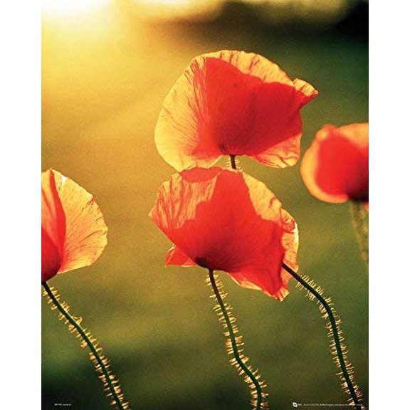 Poppies in The Sun Laminated Poster (16.5 x 20.5)