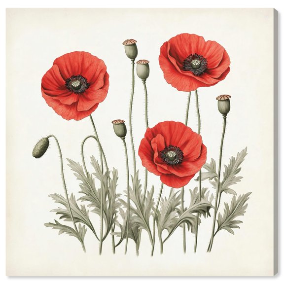 Poppies in Time Canvas Vintage Botanic Art by Art Remedy, Gallery Wrapped, 30" x 30"