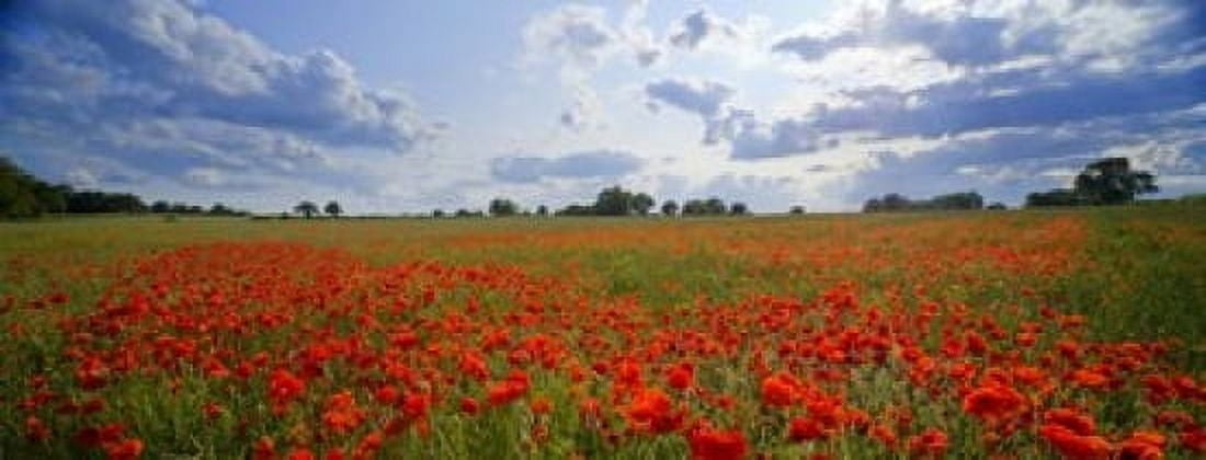 Poppies in a field Norfolk England Canvas Art - Panoramic Images (15 x 6)