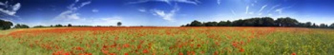 Poppies in a field Norfolk England Canvas Art - Panoramic Images (22 x 4)