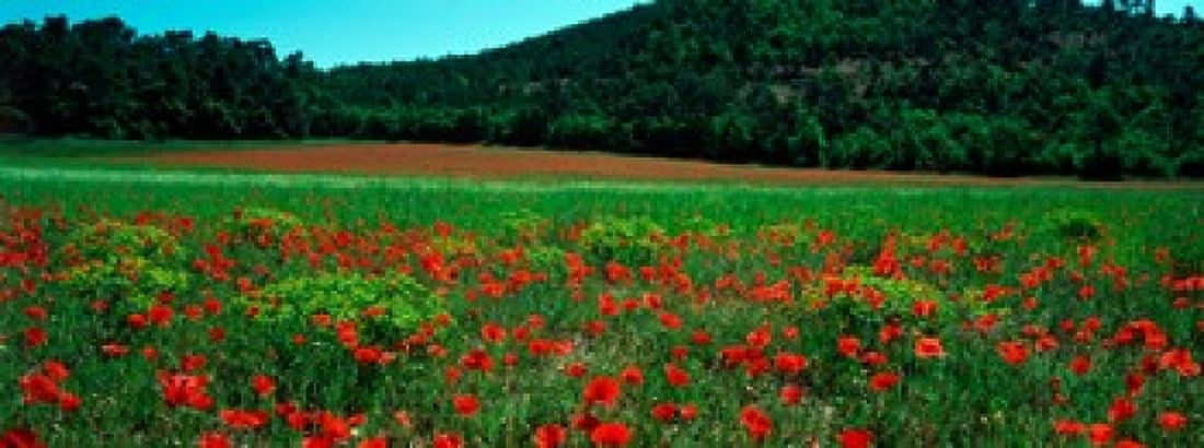 Poppies in a field Provence-Alpes-Cote dAzur France Canvas Art - Panoramic Images (30 x 12)