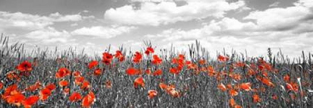 Poppies in corn field Bavaria Germany Canvas Art - Frank Krahmer (10 x 20)