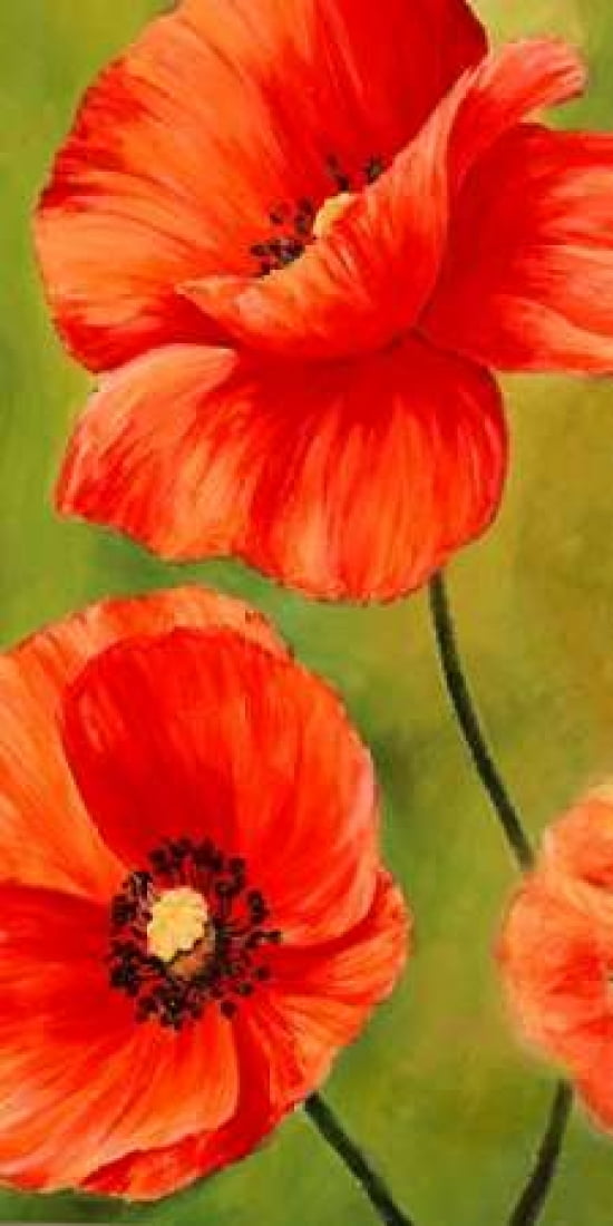 Poppies in the wind I Canvas Art - Luca Villa (10 x 20)
