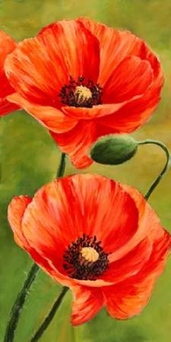 Poppies in the wind II Canvas Art - Luca Villa (10 x 20)