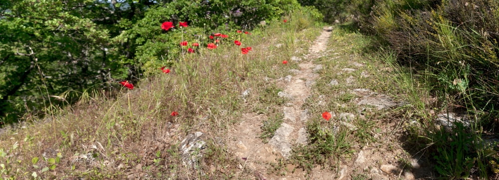 Poppies on the way to Caseneuve Saint-Martin-de-Castillon Vaucluse Luberon Provence-Alpes-Cote DAzur France Canvas Art - Panoramic Images (36 x 12)