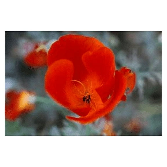 Poppy California Mikado Nice Garden Flower by Seed Kingdom 500 Seeds