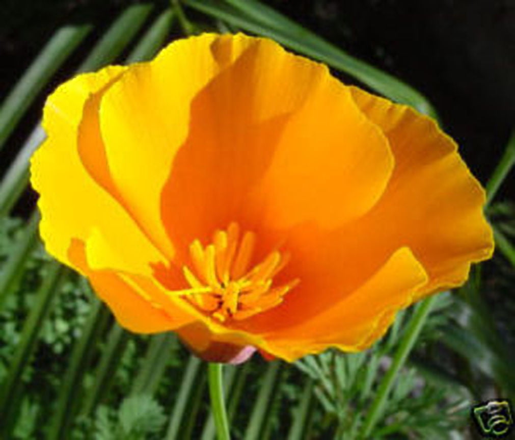 Poppy California Orange Nice Garden Flower BULK Wholesale 1 Lb Seeds