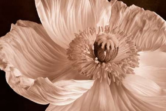 Poppy Canvas Art - Cora Niele (24 x 36)