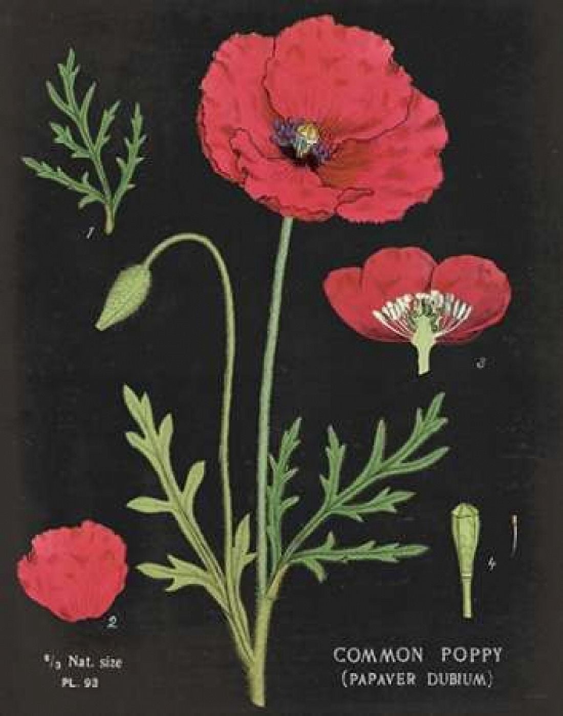 Poppy Chart Canvas Art - Sue Schlabach (22 x 28)