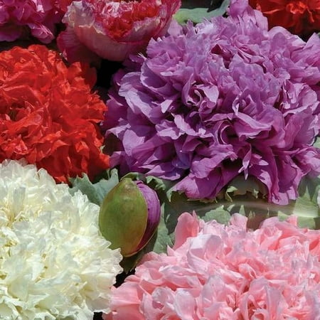 Poppy DOUBLE BLOOMS 2000 Seeds Papaver Mother Nature's Seeds Non-GMO Fresh Flower Seeds