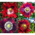 thumbnail image 1 of Poppy DRAMA QUEEN 500 Seeds Papaver somniferum Mother Nature's Seeds Non-GMO Fresh Flower Seeds, 1 of 1