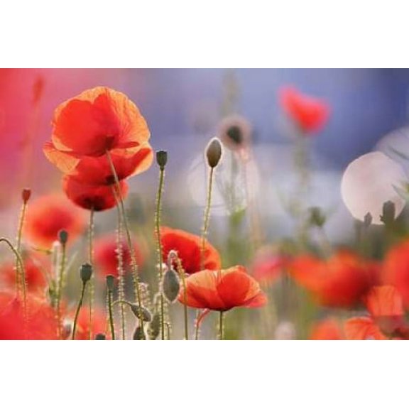 Poppy Delight Poster Print by Roeselien Raimond (12 x 18)