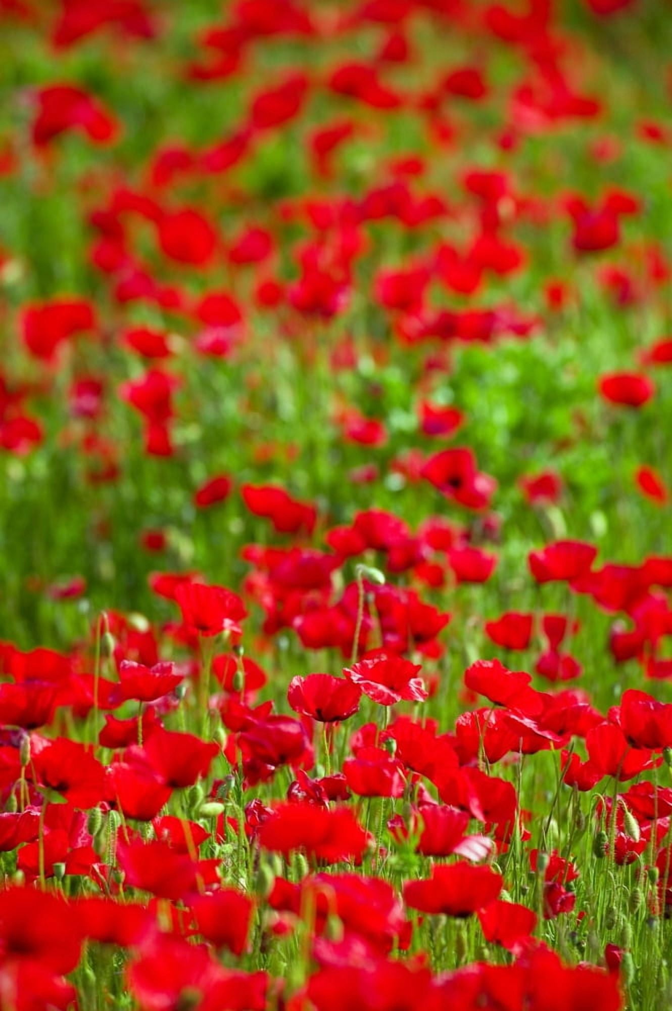 Poppy Field Canvas Art - Carson Ganci Design Pics (22 x 34)