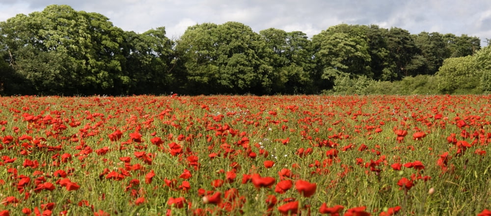 Poppy Field Canvas Art - John Short Design Pics (23 x 10)