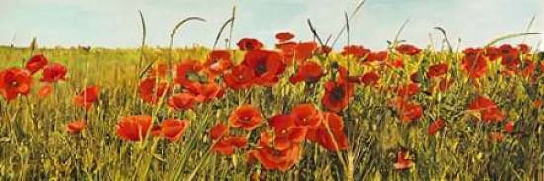 Poppy Field Canvas Art - Luca Villa (8 x 24)