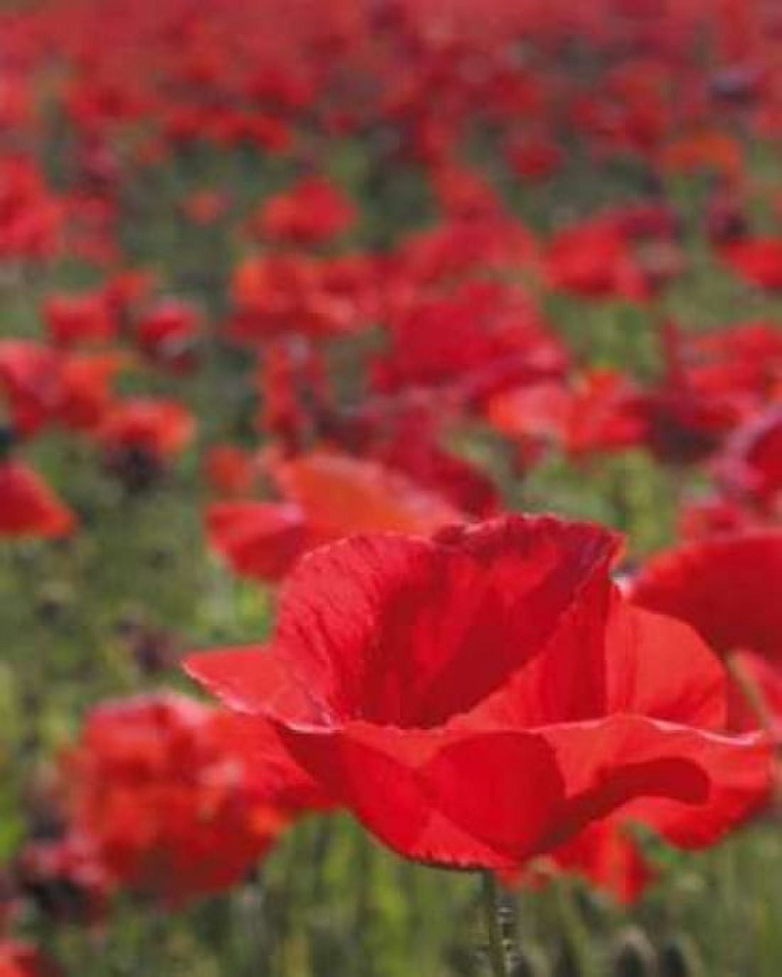 Poppy Field I Canvas Art - Scott Larson (20 x 24)