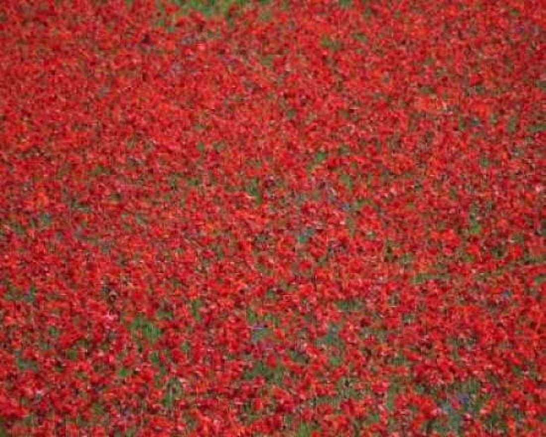 Poppy Field II Canvas Art - Scott Larson (20 x 24)