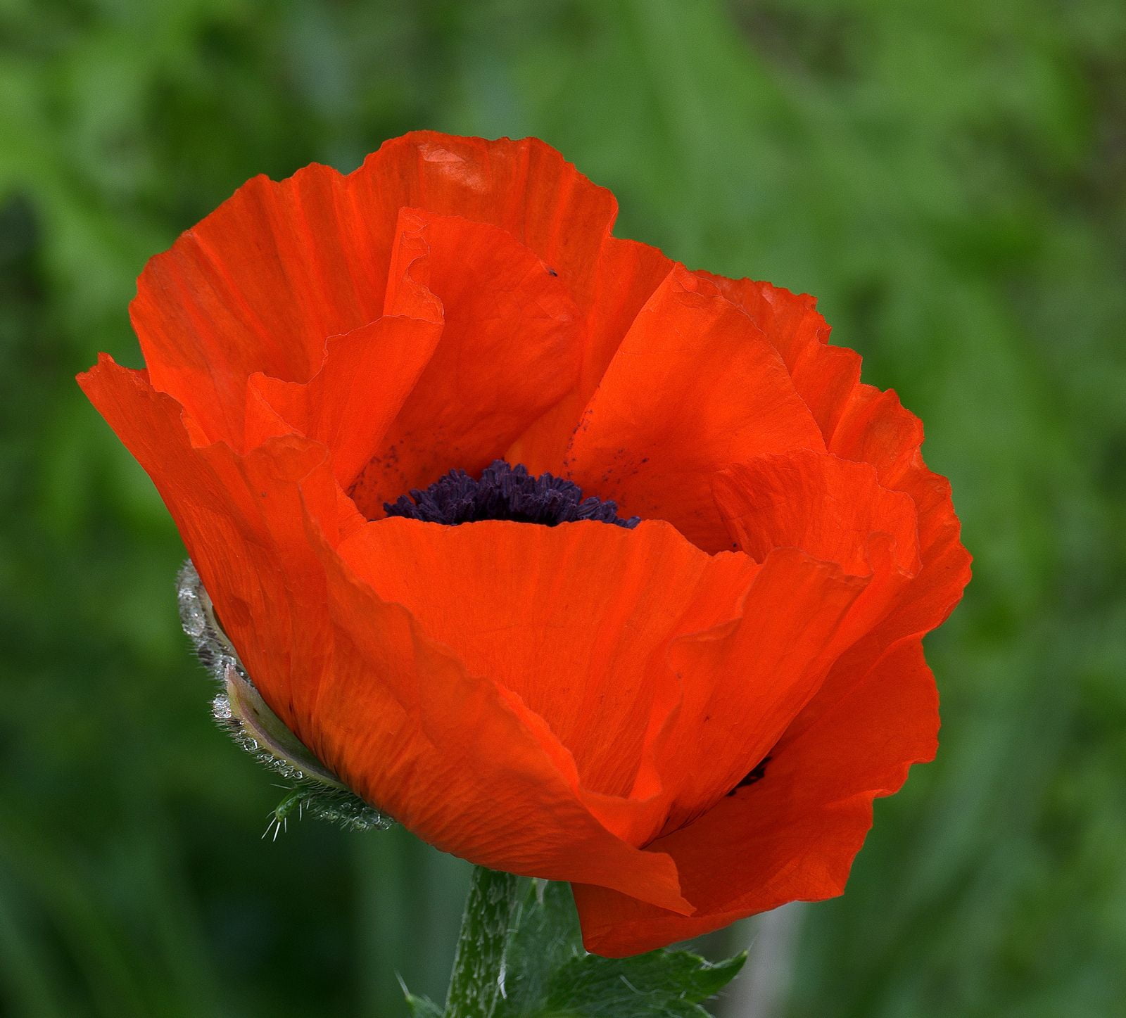 Poppy Ree Poppy, Flanders, 100+ Seeds, Stunning Bright Red Flower, Great Poppies ...