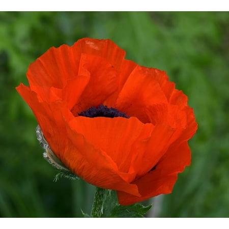 Poppy, Flanders, 100+ Seeds, Stunning Bright Red Flower, Great Poppies