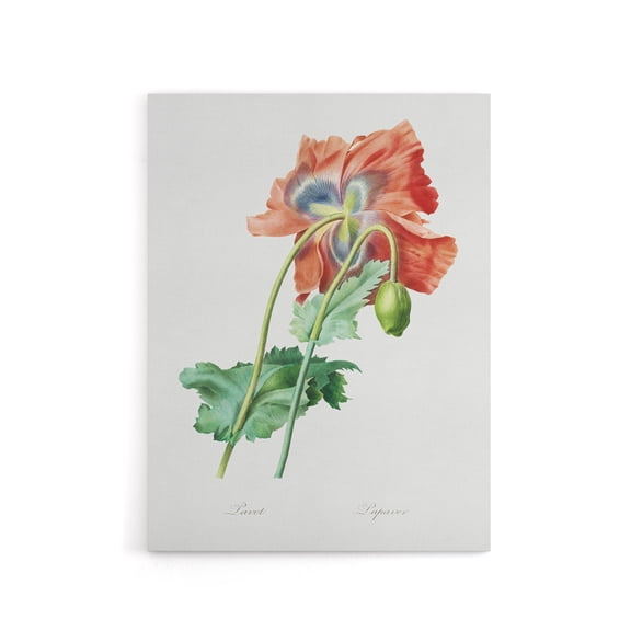 Poppy Flower Botanical Redoute Vintage Canvas Wall Art 12X16"