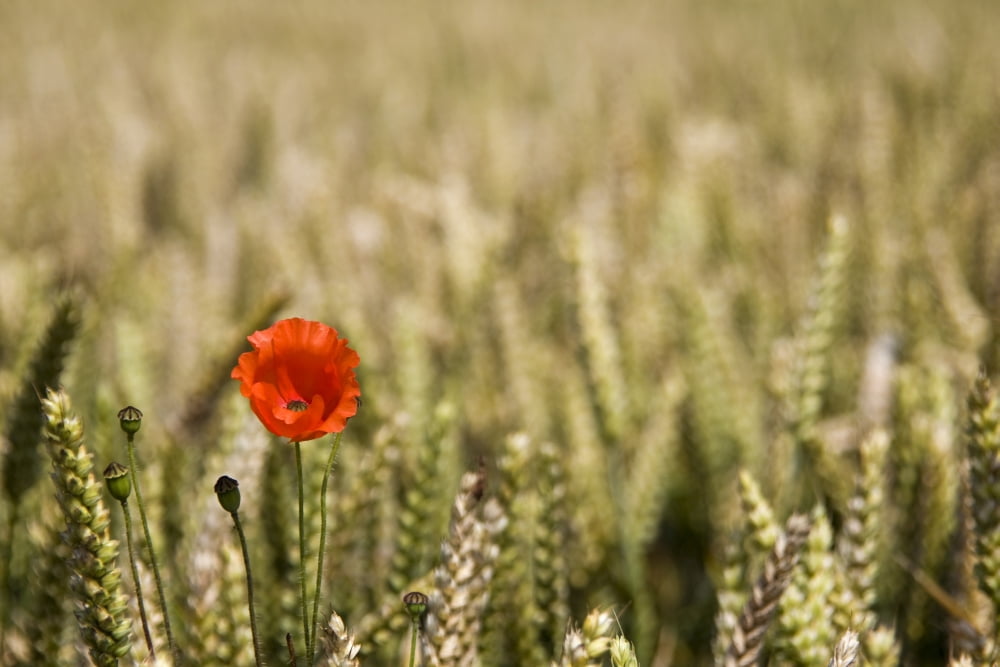 Poppy Flower In Field Of Wheat Canvas Art - John Short Design Pics (17 x 11)