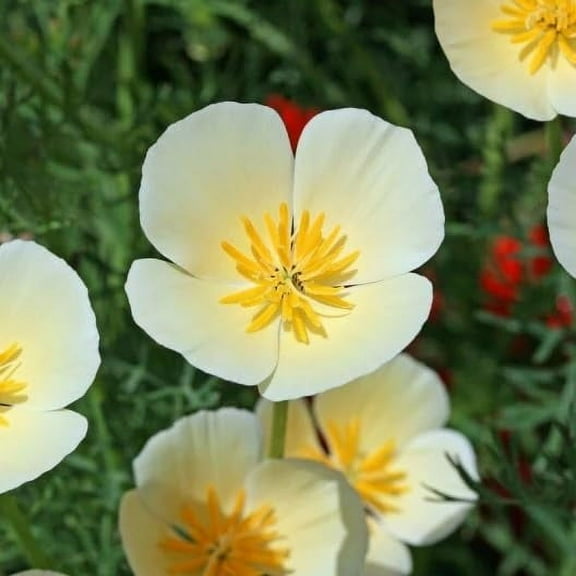 Poppy Flower Seeds for Planting - Rare Strains (50 Seeds per Packet (White Linen)