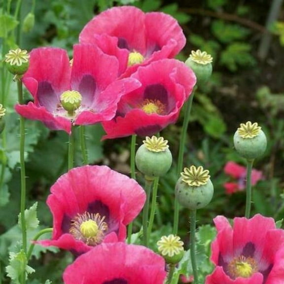 Poppy PEPPERBOX 1000 Seeds Papaver somniferum Mother Nature's Seeds Non-GMO Fresh Flower Seeds