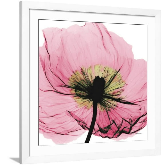 Art.com Poppy Pink Art Print by Albert Koetsier, White Frame Wall Art, 38" x 38"