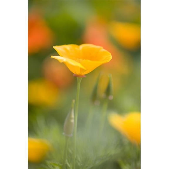 Poppy Poster Print - Large - 24 x 36