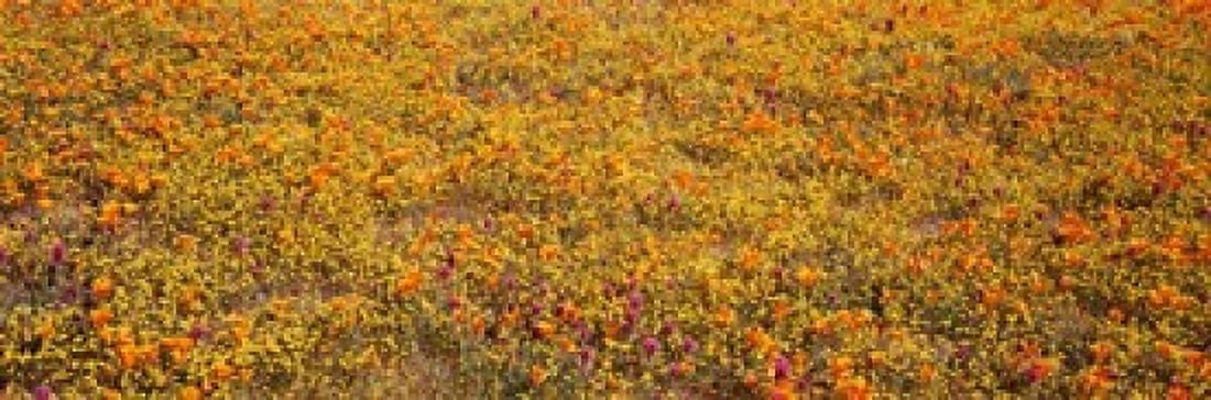 Poppy Reserve Mojave Desert California Canvas Art - Panoramic Images (37 x 12)
