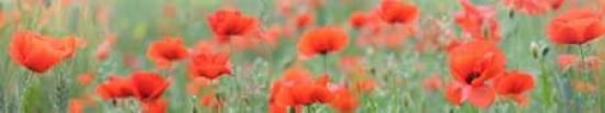 Poppy Scape I Canvas Art - Cora Niele (8 x 24)