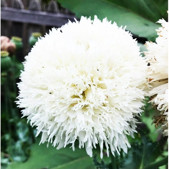 Poppy WHITE CLOUD 300 Seeds Papaver somniferum Mother Nature's Seeds Non-GMO Fresh Flower Seeds