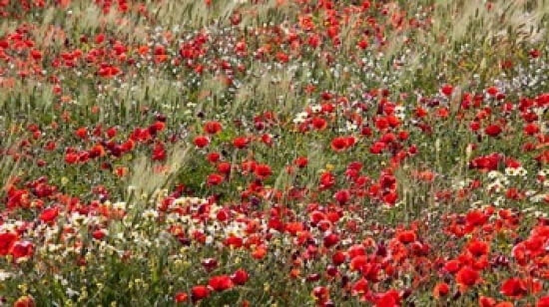 Poppy Wildflowers in Southern Morocco Canvas Art - William Sutton DanitaDelimont (24 x 14)