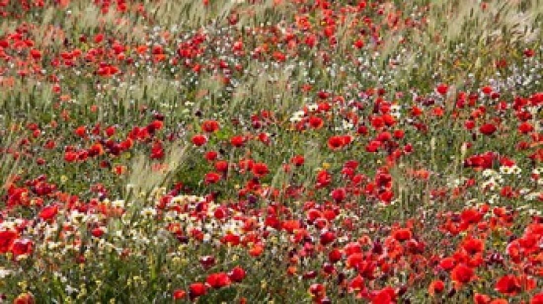 Poppy Wildflowers in Southern Morocco Canvas Art - William Sutton DanitaDelimont (37 x 21)